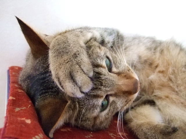 猫が吐くときの理由は「吐出」と「嘔吐」で大違い。 - ねことぼく